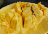 The 3 Don’ts of Eating Jackfruit: A Tasty Treat with a Tricky Twist