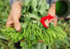 “5 Remembers and 3 Don’ts” to Identify Pesticide-Bathed Water Spinach