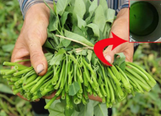 “5 Remembers and 3 Don’ts” to Identify Pesticide-Bathed Water Spinach