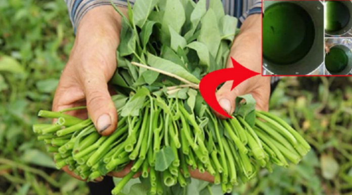 “5 Remembers and 3 Don’ts” to Identify Pesticide-Bathed Water Spinach