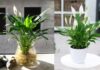 21 Houseplants That Purify Air and Keep Your Home Cozy During Cold Seasons