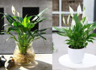 21 Houseplants That Purify Air and Keep Your Home Cozy During Cold Seasons