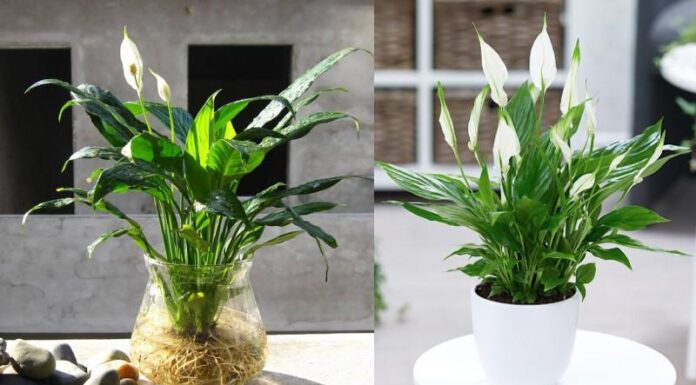 21 Houseplants That Purify Air and Keep Your Home Cozy During Cold Seasons
