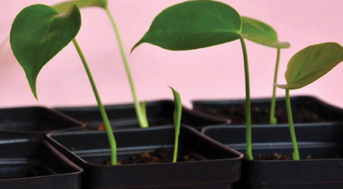 3 Ways to Propagate a Split-Leaf Philodendron at Home