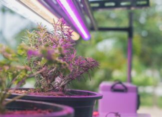 3 In-House Locations That Are Not Suitable for Your Green Thumbs: Revamping Your Gardening Game