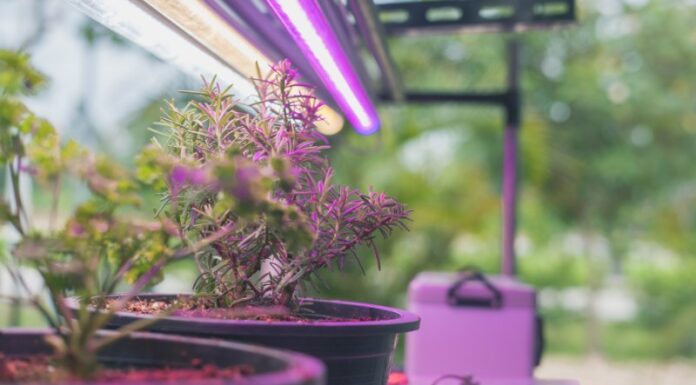 3 In-House Locations That Are Not Suitable for Your Green Thumbs: Revamping Your Gardening Game