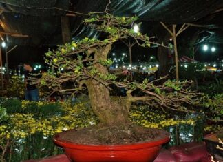 The 6 Most Beautiful and Priciest Mai Vang Trees in Vietnam