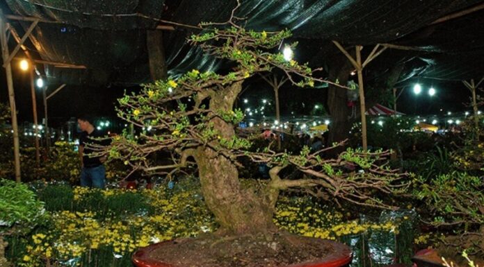 The 6 Most Beautiful and Priciest Mai Vang Trees in Vietnam