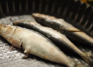 6 Types of Fish You Should Avoid Buying: Are They Harmful to Your Health?