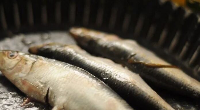 6 Types of Fish You Should Avoid Buying: Are They Harmful to Your Health?