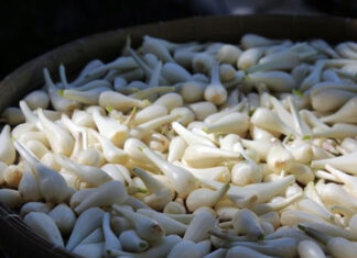 The Amazing Health Benefits of Kiệu: 6 Reasons to Include This Vegetable in Your Diet. How to Distinguish Kiệu from Onion.