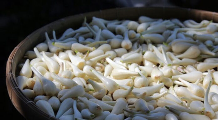 The Amazing Health Benefits of Kiệu: 6 Reasons to Include This Vegetable in Your Diet. How to Distinguish Kiệu from Onion.