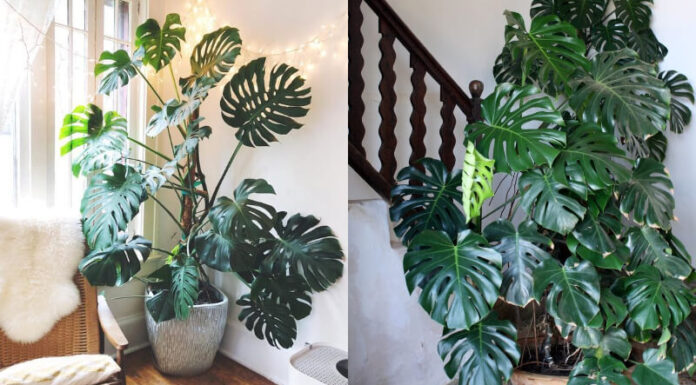 The 7 Unique Types of Calathea Plants Coveted by Enthusiasts