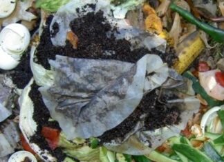 The Magic of Used Tea Bags: 7 Benefits for Your Garden