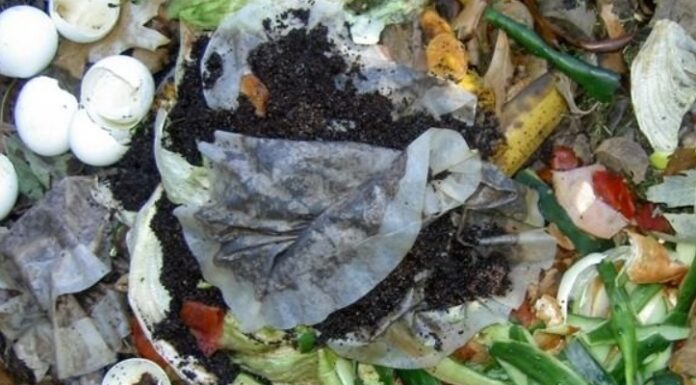 The Magic of Used Tea Bags: 7 Benefits for Your Garden