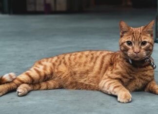 The Top 8 Cat Breeds That Will Steal Your Heart in Vietnam