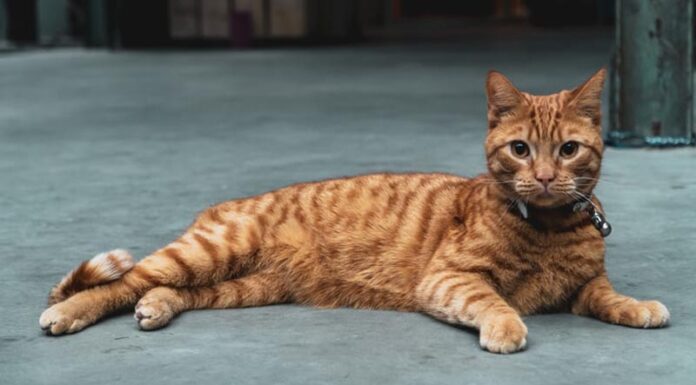 The Top 8 Cat Breeds That Will Steal Your Heart in Vietnam