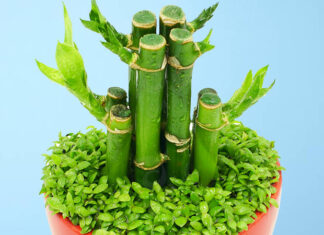 The Money Trees: 9 Varieties to Adorn Your Altar for Abundant Wealth