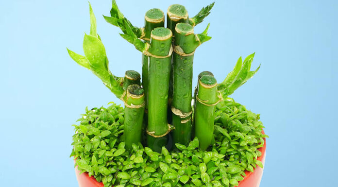 The Money Trees: 9 Varieties to Adorn Your Altar for Abundant Wealth