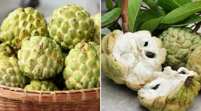 Who Should Avoid Eating Custard Apples?