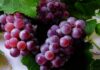 How Many Calories Are in Grapes? Can Eating Grapes Make You Fat?