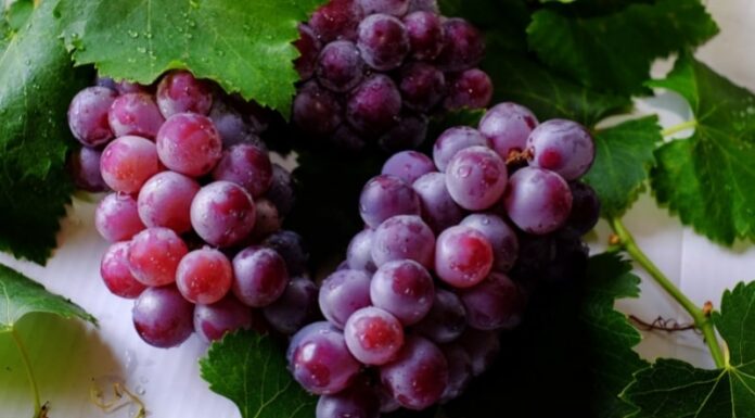 How Many Calories Are in Grapes? Can Eating Grapes Make You Fat?