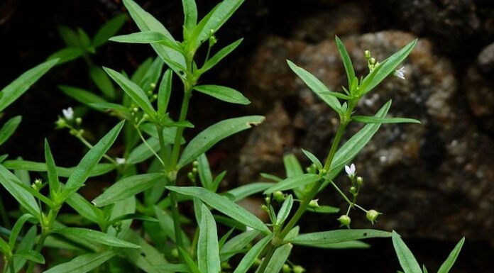 The Four Enthralling Trees: A Gardener’s Cautionary Tale