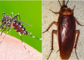 The Venomous Honors: A Tribute to Nature’s Most Potent Stings.