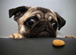 Is Your Furry Friend Getting the Right Nutrition?