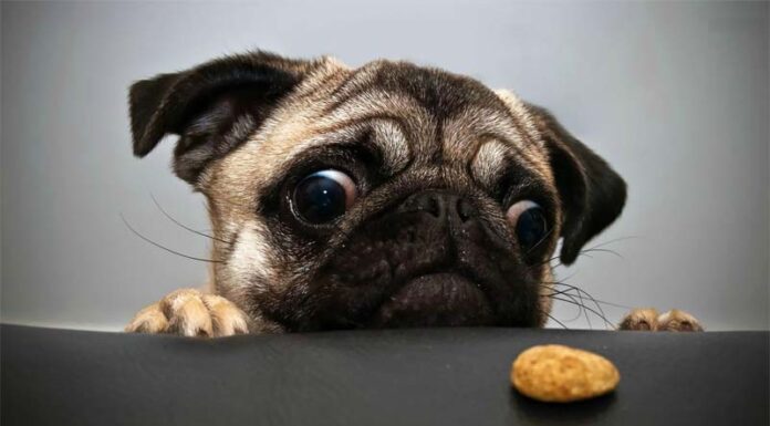 Is Your Furry Friend Getting the Right Nutrition?