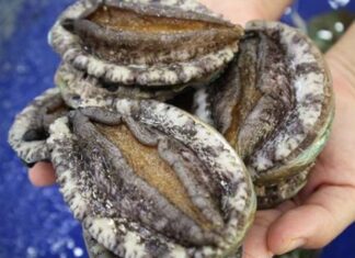 What are Sea Cucumbers? Unlocking the 7 Health Benefits of This Ocean Delicacy.