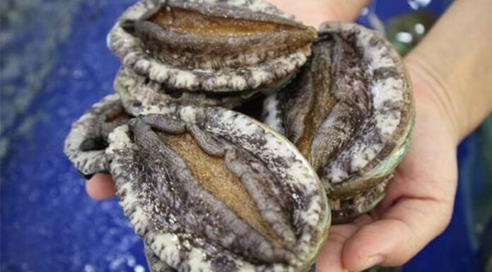 What are Sea Cucumbers? Unlocking the 7 Health Benefits of This Ocean Delicacy.