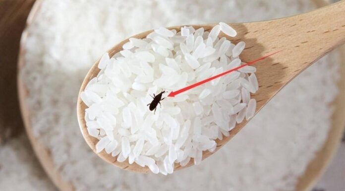 The Ultimate Guide to Pest-Free Rice: A Kitchen Essential.