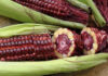 What is Red Queen Corn? Its Benefits and How to Eat It?