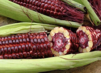 What is Red Queen Corn? Its Benefits and How to Eat It?