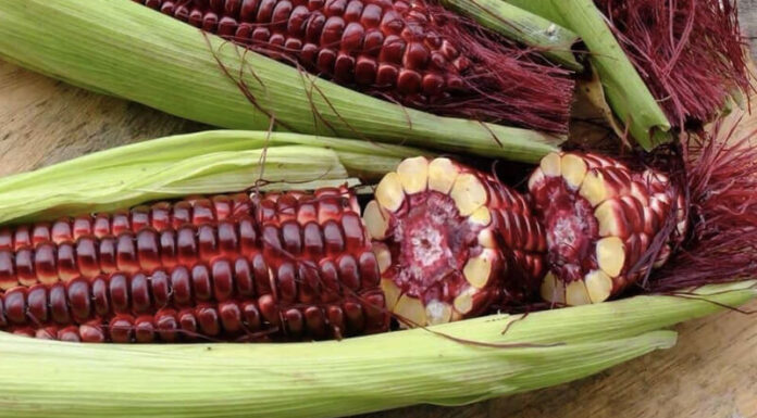 What is Red Queen Corn? Its Benefits and How to Eat It?