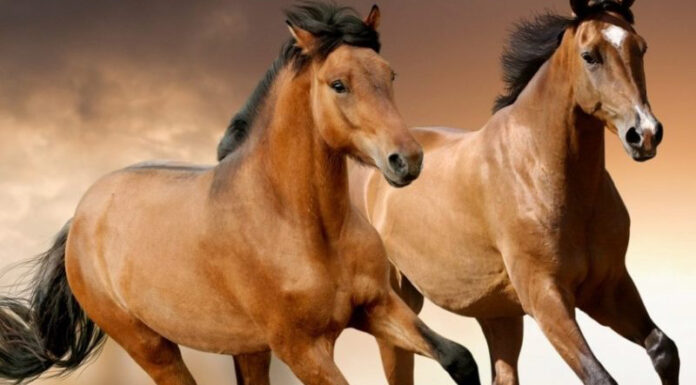 Unveiling the Ultimate Feng Shui Talisman for Canh Ngo Individuals to Attract Luck and Prosperity