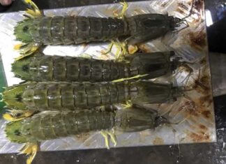 What are Shrimp Scampi (Langostino Lobster)? How to Cook Them Deliciously Right