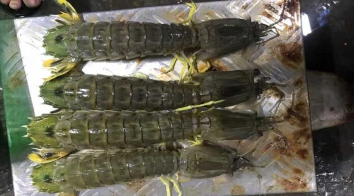 What are Shrimp Scampi (Langostino Lobster)? How to Cook Them Deliciously Right