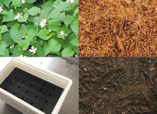 The Ultimate Guide to Growing Your Own Water Spinach at Home