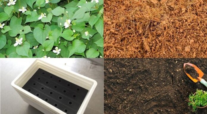 The Ultimate Guide to Growing Your Own Water Spinach at Home