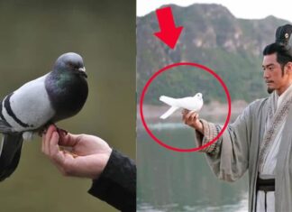 The Pigeon Postal Service: Navigating Without a Compass