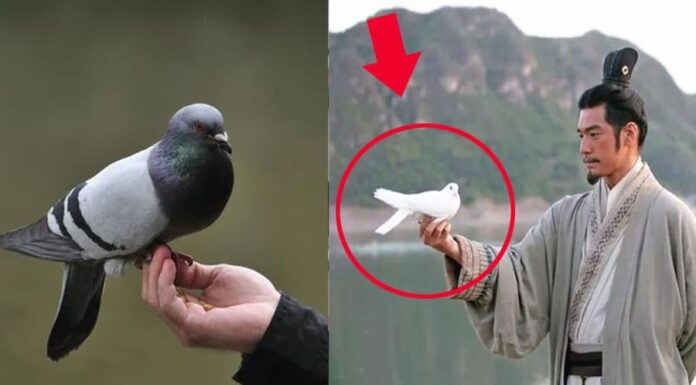 The Pigeon Postal Service: Navigating Without a Compass