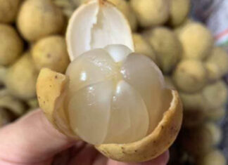 The Ultimate Guide to Peeling Bon Bon: Tips and Tricks for a Mess-Free, Delicious Treat