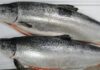How to Choose Fresh Salmon?