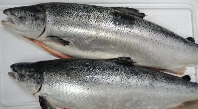How to Choose Fresh Salmon?