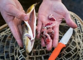 The Fishy Truth: Unveiling the Strongest-Smelling Parts of a Fish