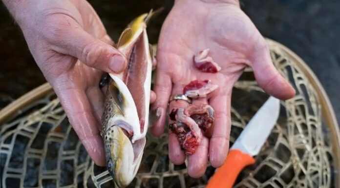 The Fishy Truth: Unveiling the Strongest-Smelling Parts of a Fish