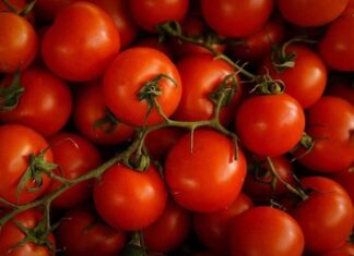 Why Are Modern Tomatoes Harder and Less Prone to Bruising and Rot?