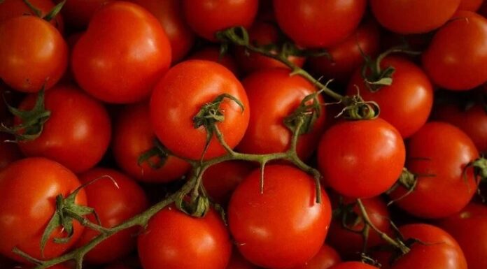 Why Are Modern Tomatoes Harder and Less Prone to Bruising and Rot?